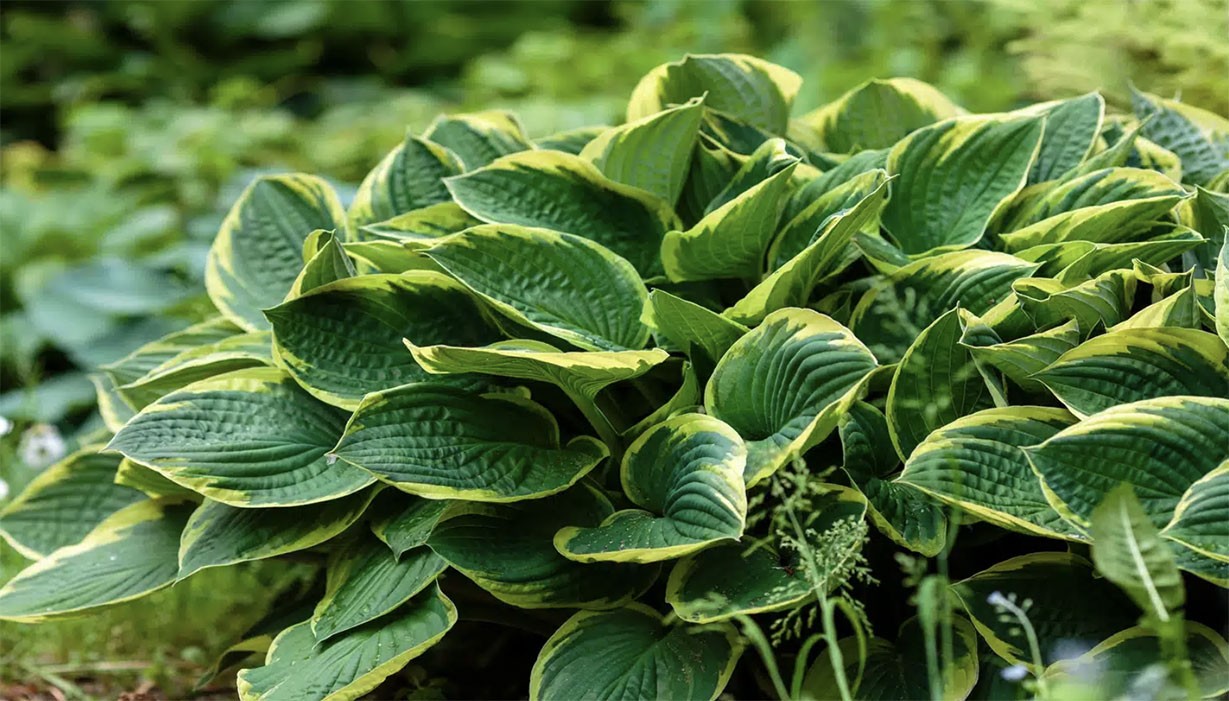 Hosta - Jardins de Sombra -  Plantas que crescem com pouca luz solar