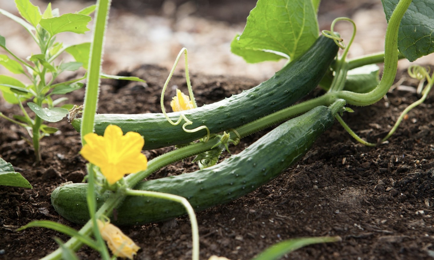 3 vegetais de clima quente para facilitar o crescimento - 11 vegetais fáceis de cultivar ao longo do ano