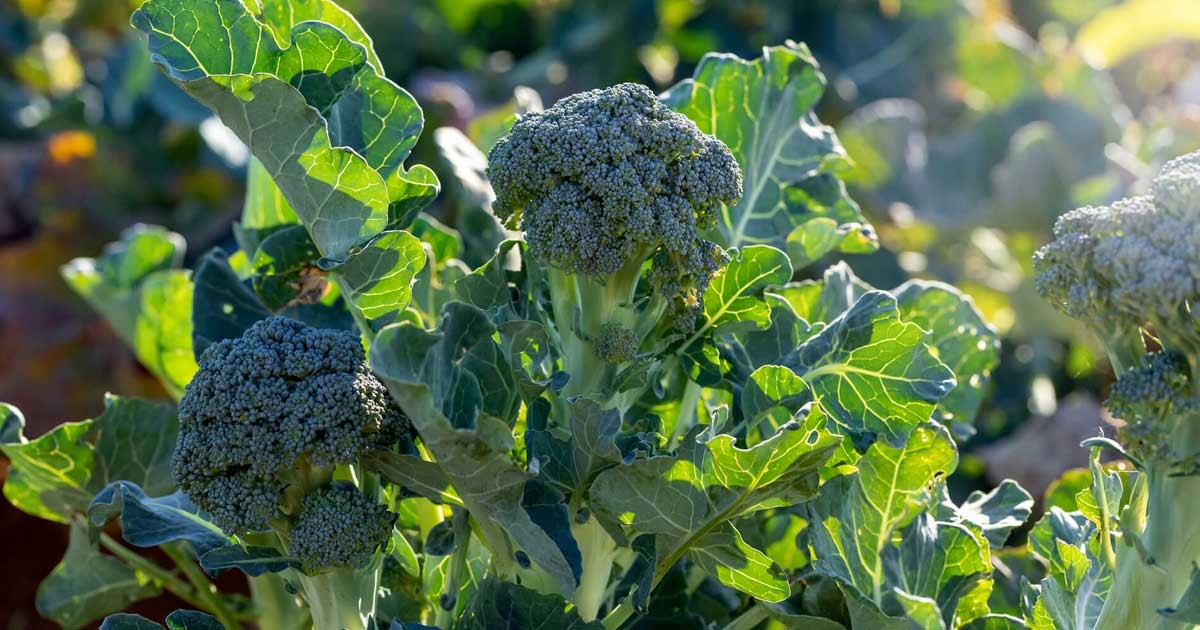 2 culturas de estação fria a serem consideradas - 11 vegetais fáceis de cultivar ao longo do ano