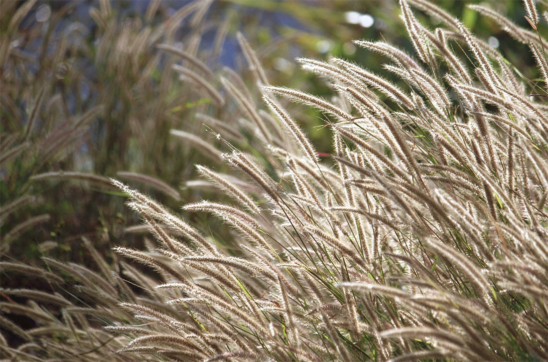 Gramíneas ornamentais - Plantas de jardim