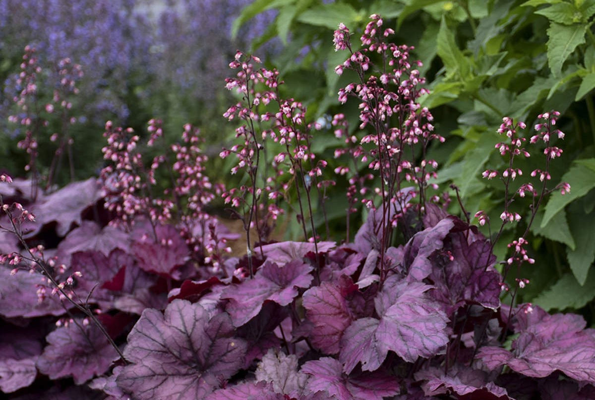 Heuchera - Jardins de Sombra -  Plantas que crescem com pouca luz solar