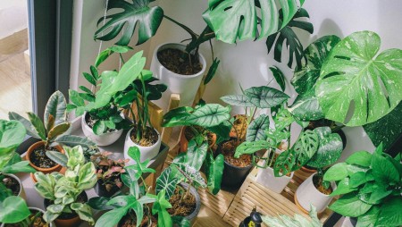 6 plantas para ter dentro de casa
